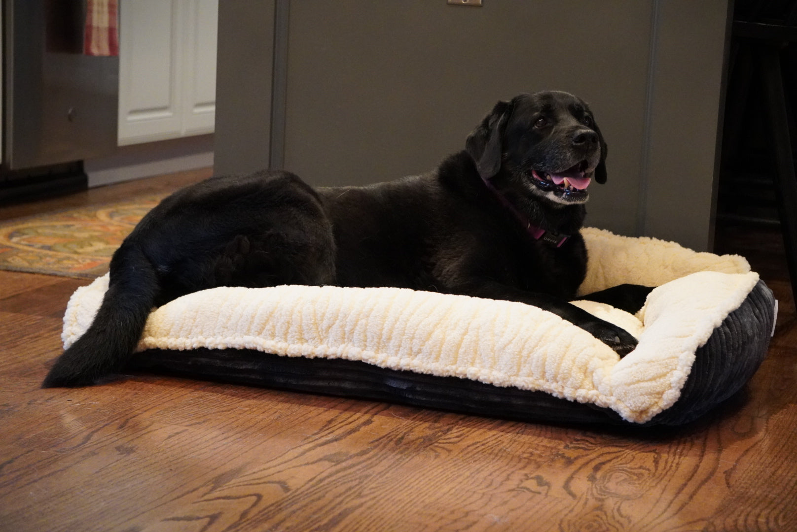 Scout Perfect Bolster Dog Bed