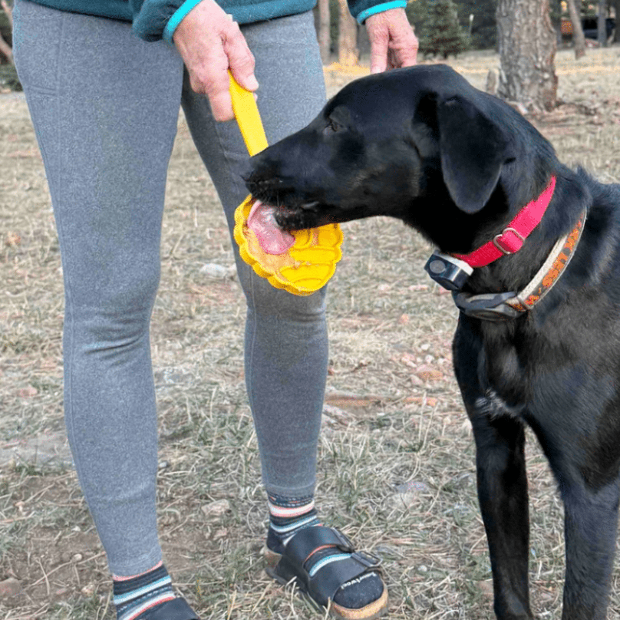 Lick Sticks | Interactive Dog Training Toy